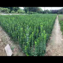 成品冬青卫矛