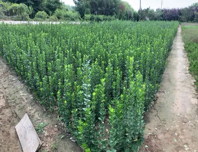 成品冬青卫矛