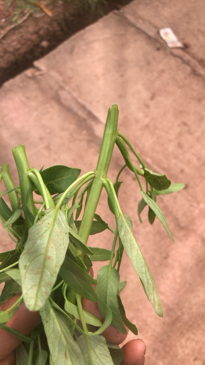 大量出售老藤育出的泡杆柳叶空心菜苗