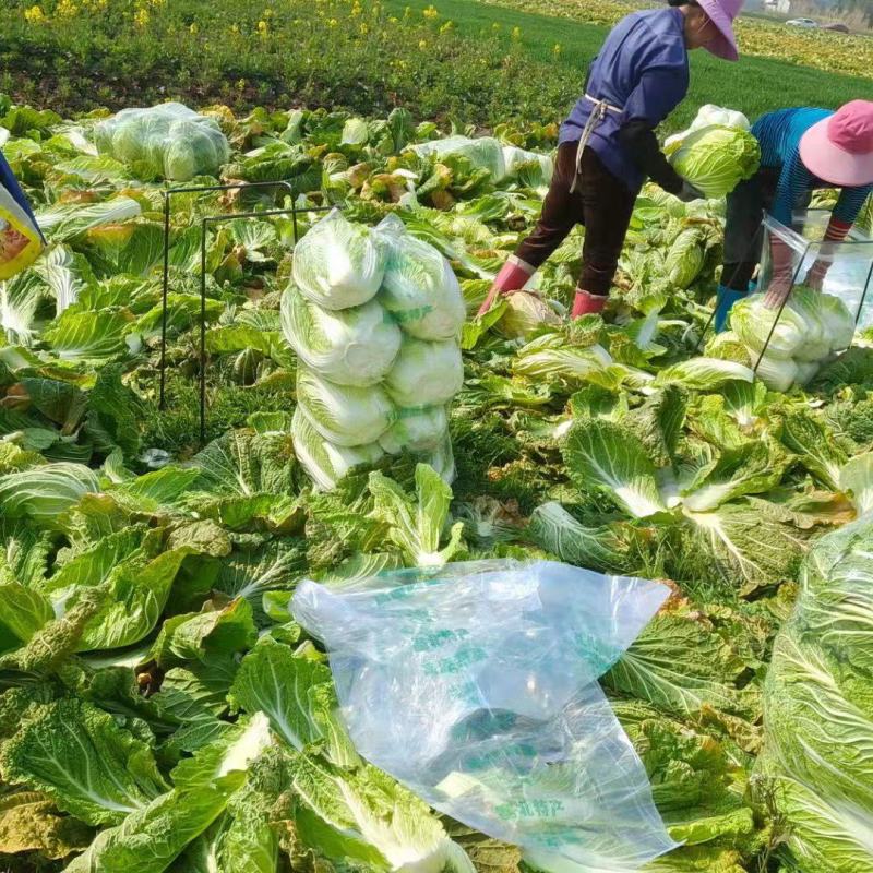 黄心白菜产地一手货源，产地直供，欢迎咨询采购