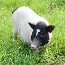 巴马香猪藏香猪宠物小香猪基地出售怀孕巴马香猪厂价直销