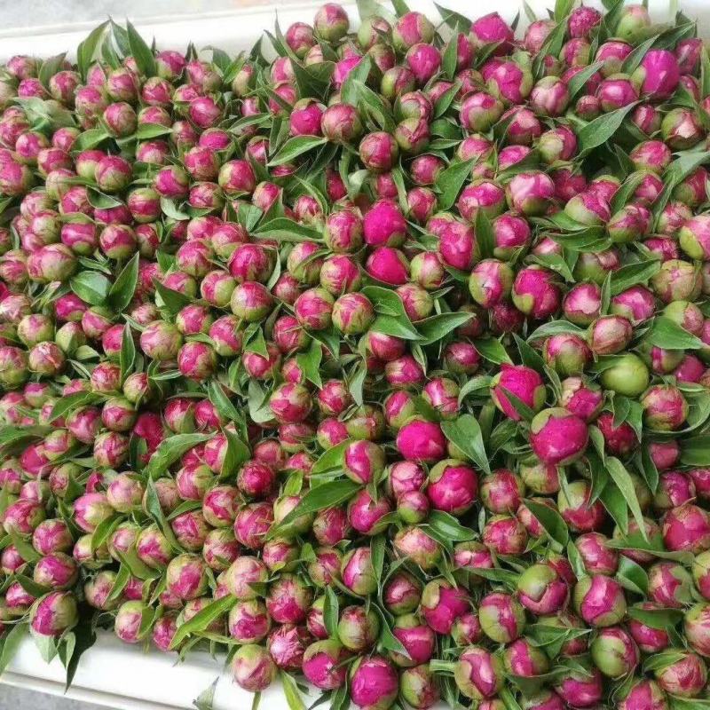 芍药鲜切花基地直供，品种齐全量大从优