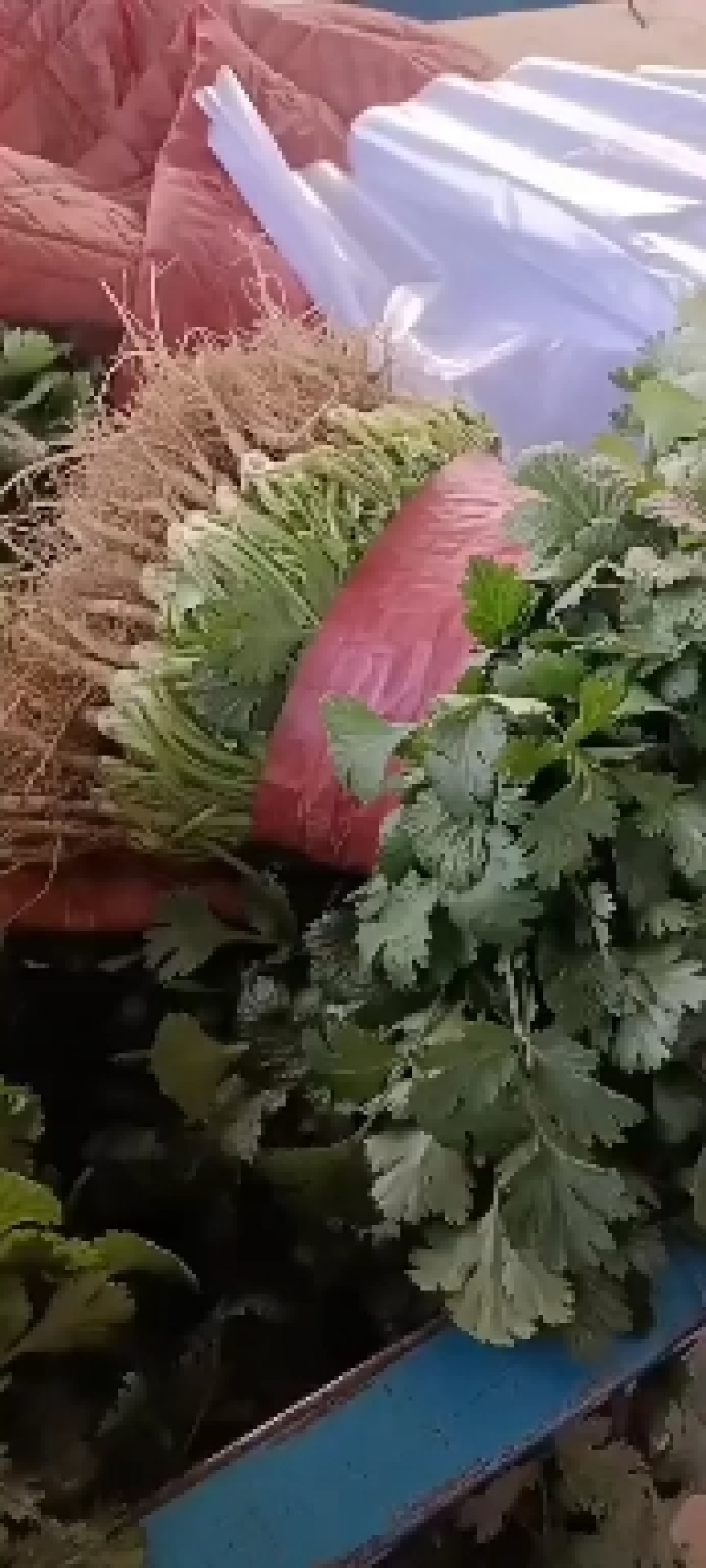 基地万亩香菜大量上市，安阳香菜现在有货，可以实地看货