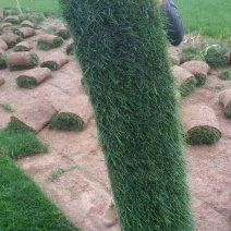混播草坪