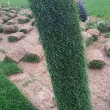 混播草坪