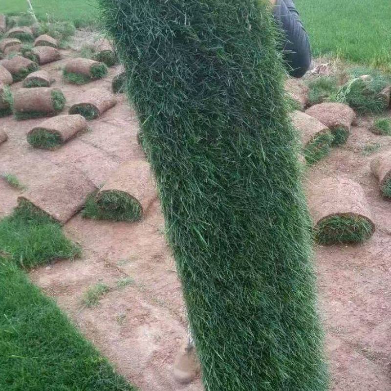 混播草坪
