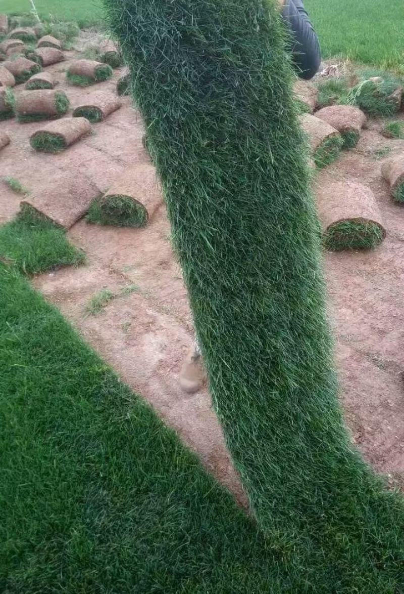 混播草坪