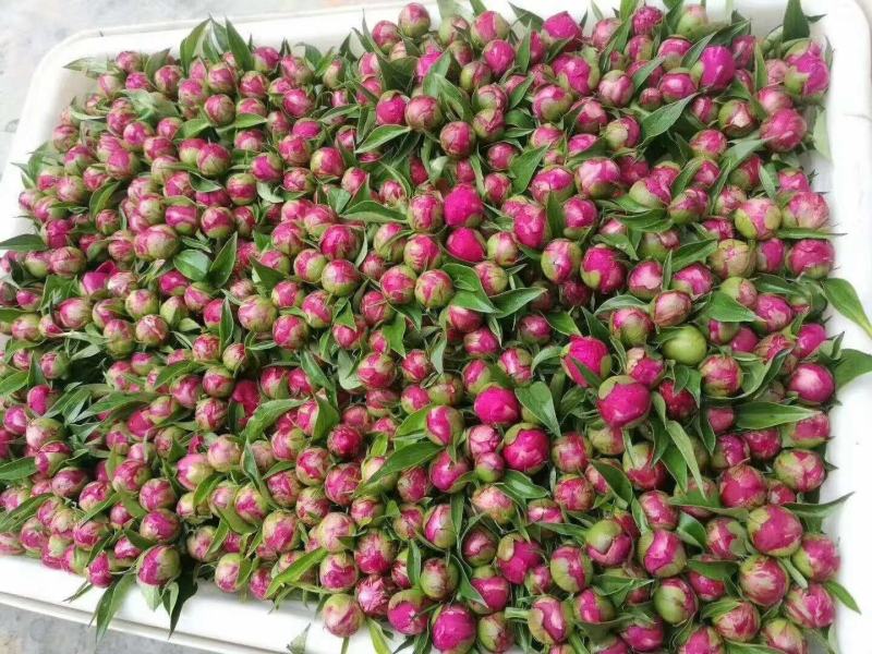 芍药鲜切花基地直供，品种齐全量大从优