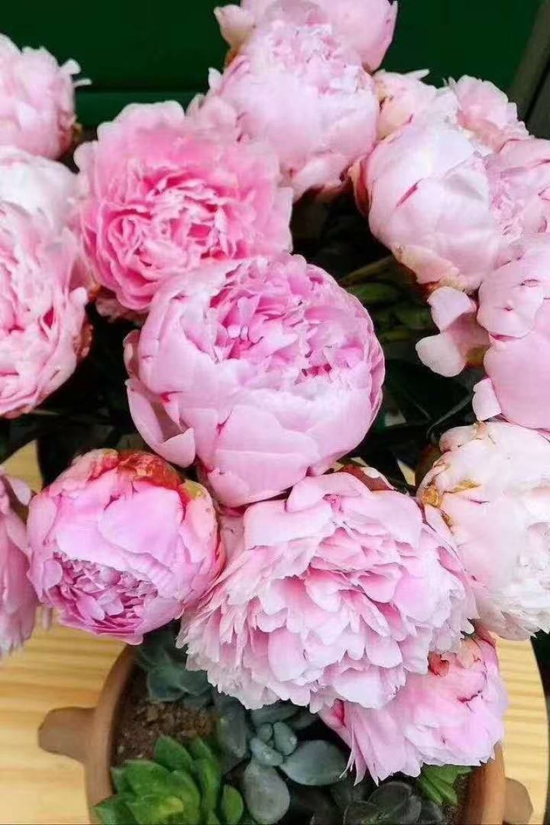 芍药鲜切花基地直供，品种齐全量大从优