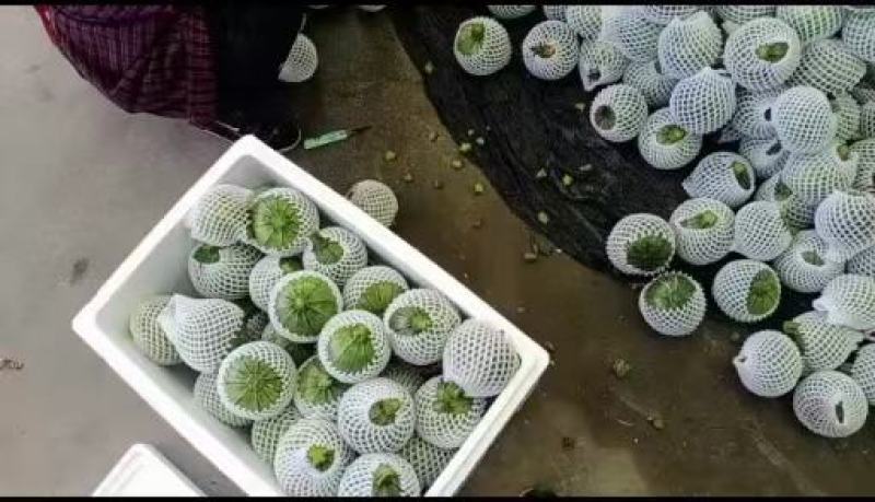 精品南瓜