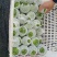 精品南瓜