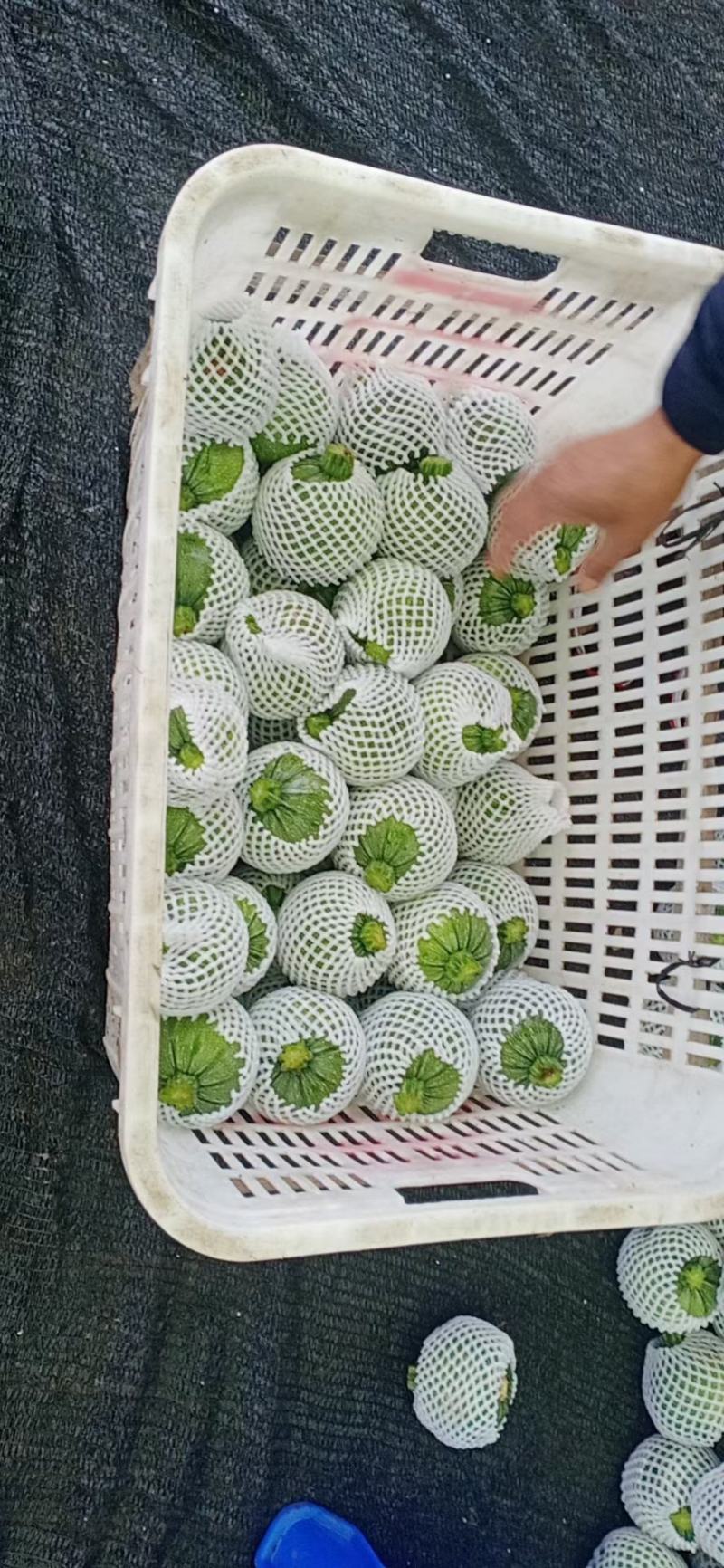 精品南瓜