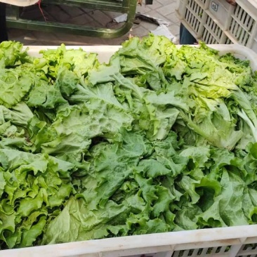 生菜绿生菜各种叶菜青叶生菜报价真实