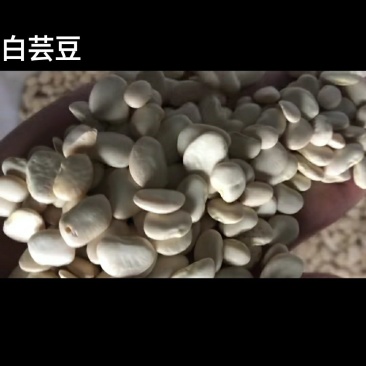 白芸豆可搭配多品种供应大货联系客服