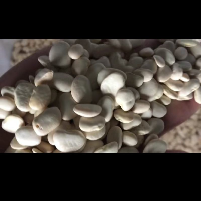 白芸豆可搭配多品种供应大货联系客服