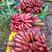 红香蕉苗，苹果粉蕉苗，宝岛香蕉苗，小米蕉苗