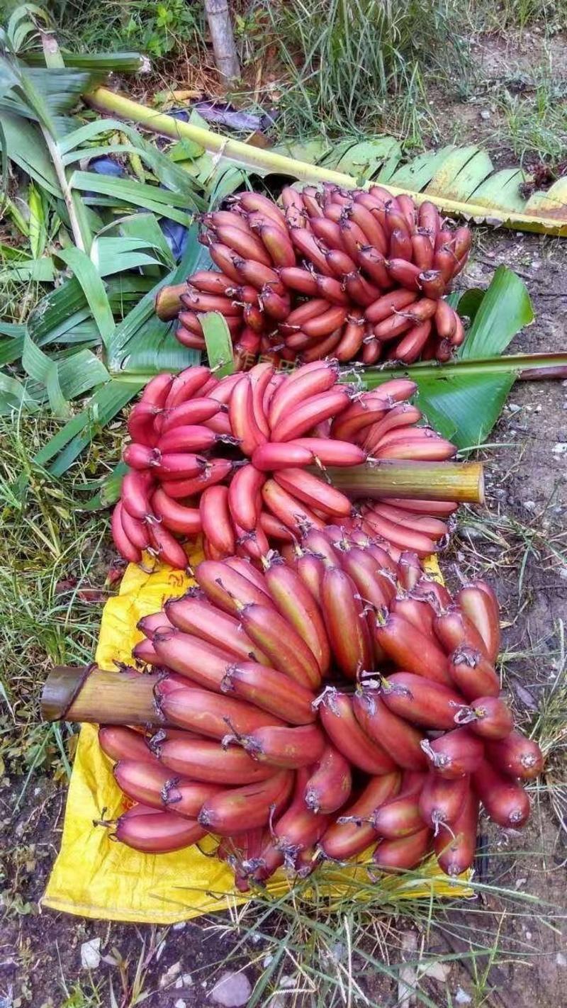 红香蕉苗，苹果粉蕉苗，宝岛香蕉苗，小米蕉苗