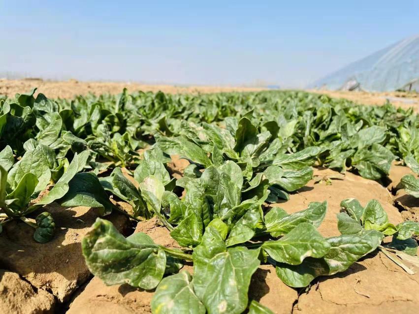 展示大叶菠菜在阳光下自然晾晒的过程,叶子呈翠绿色,背景为农家小院 大叶菠菜晒干过程