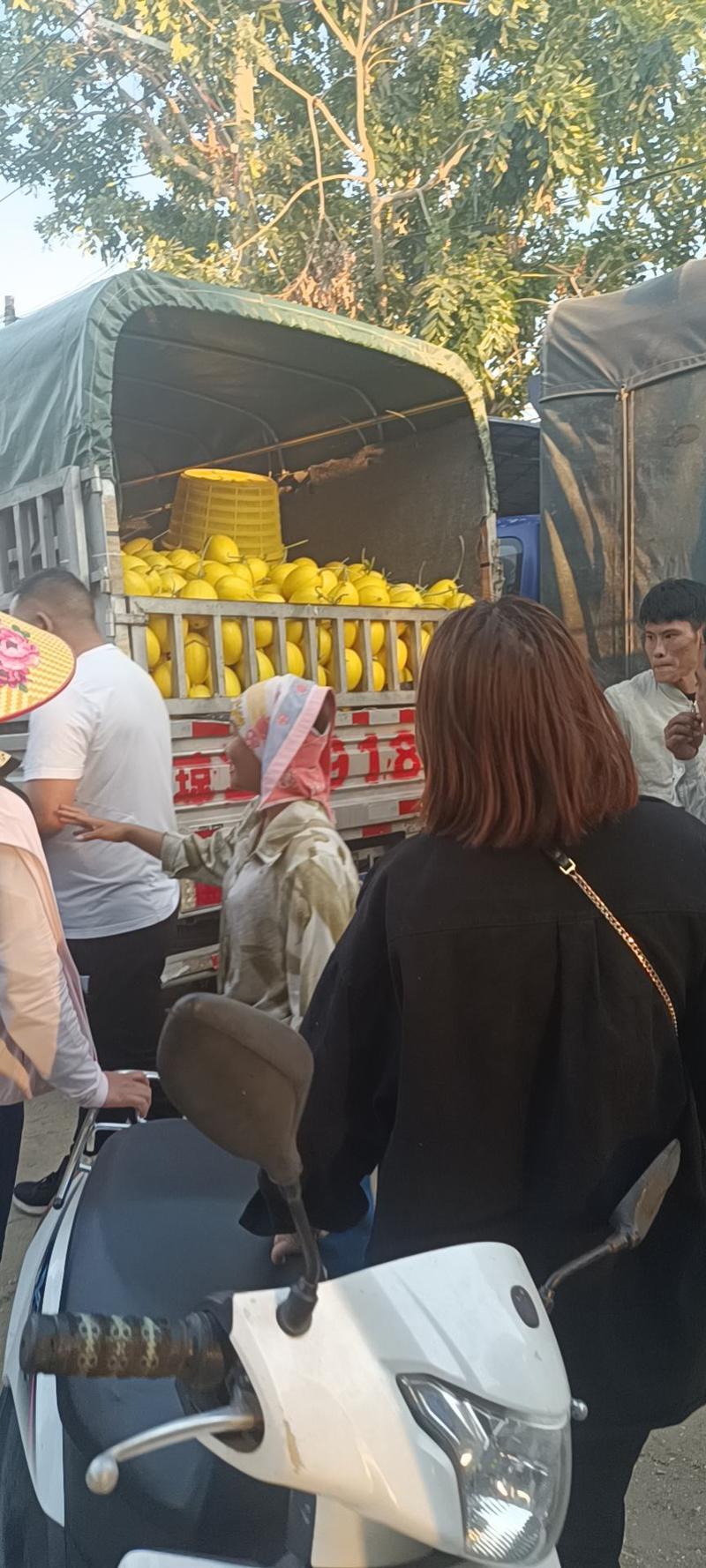 海南金香玉黄金蜜瓜大量现货，可供市场，商超！