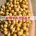 黄豆种子高产大豆种子中黄1357噗豆洛豆精选豆种亩产千