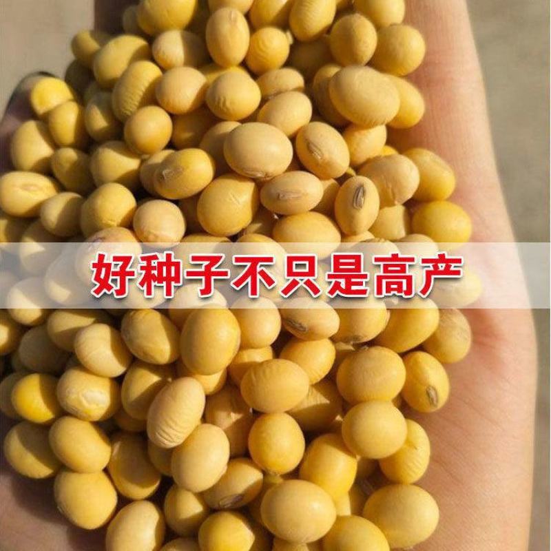 黄豆种子高产大豆种子中黄1357噗豆洛豆精选豆种亩产千