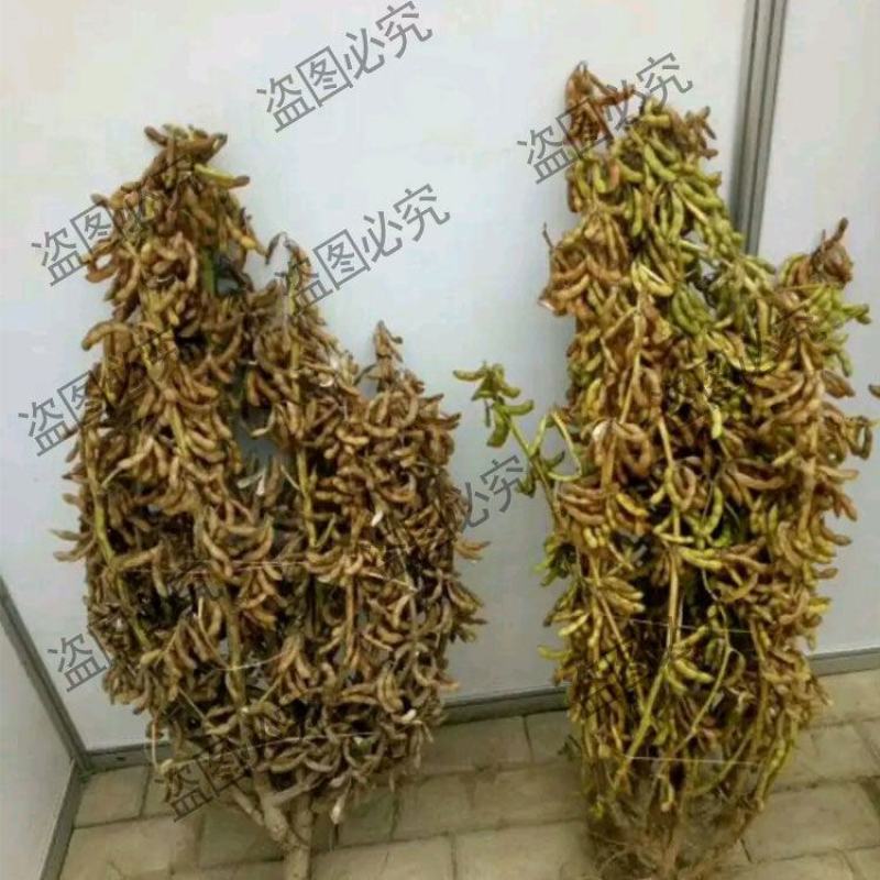 黄豆种子高产大豆种子中黄1357噗豆洛豆精选豆种亩产千