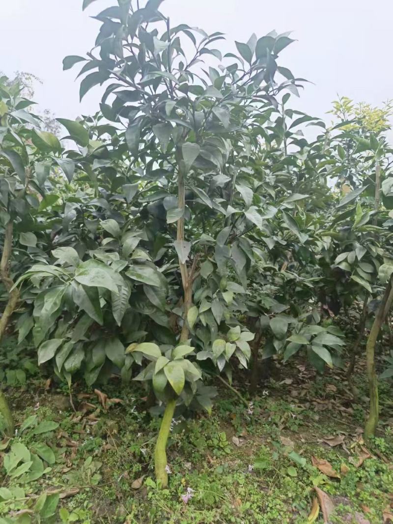 金秋，爱媛，明日见，沃柑，明日行