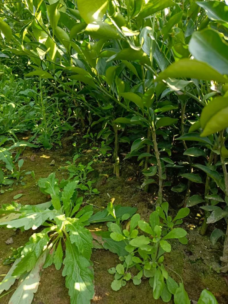 金秋，爱媛，明日见，沃柑，明日行