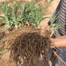 陕西大荔沙苑黄花菜种苗，全国发货，提供一条龙跟踪服务。