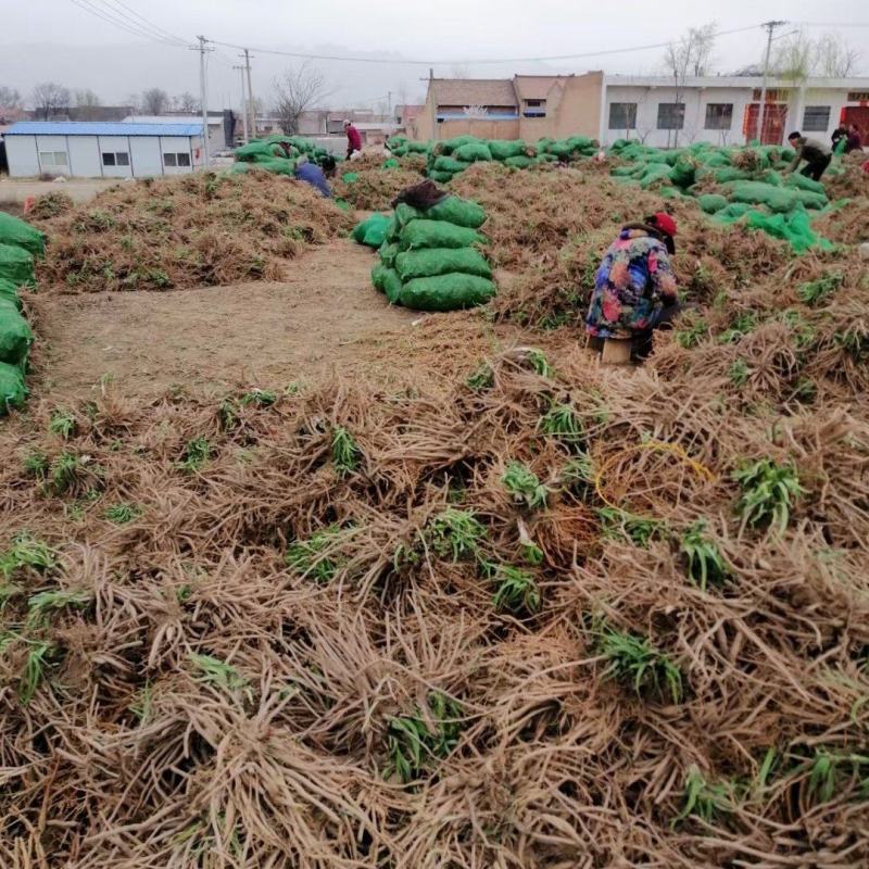 陕西大荔沙苑黄花菜种苗，全国发货，提供一条龙跟踪服务。