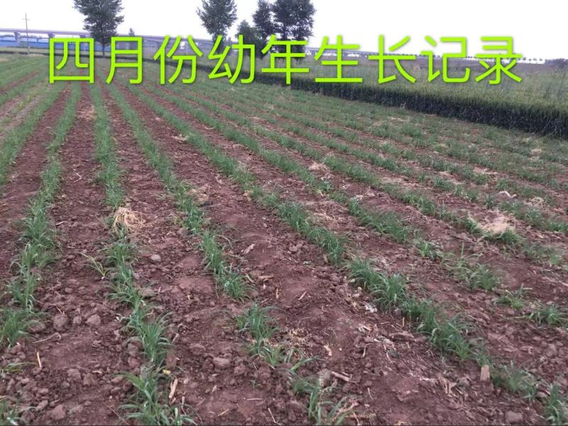 陕西大荔沙苑黄花菜种苗，全国发货，提供一条龙跟踪服务。