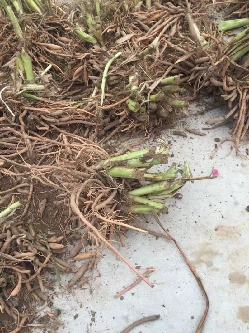 陕西大荔沙苑黄花菜种苗，全国发货，提供一条龙跟踪服务。