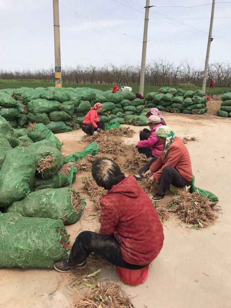 陕西大荔沙苑黄花菜种苗，全国发货，提供一条龙跟踪服务。