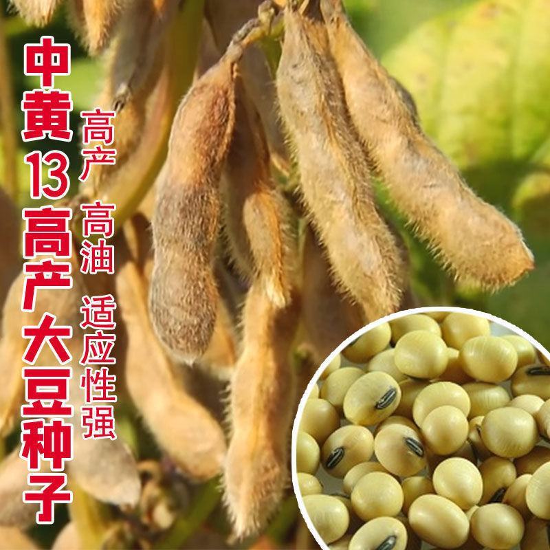 黄豆种子高产大豆种子中黄1357噗豆洛豆精选豆种亩产千