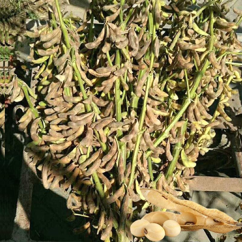 黄豆种子高产大豆种子中黄1357噗豆洛豆精选豆种亩产千