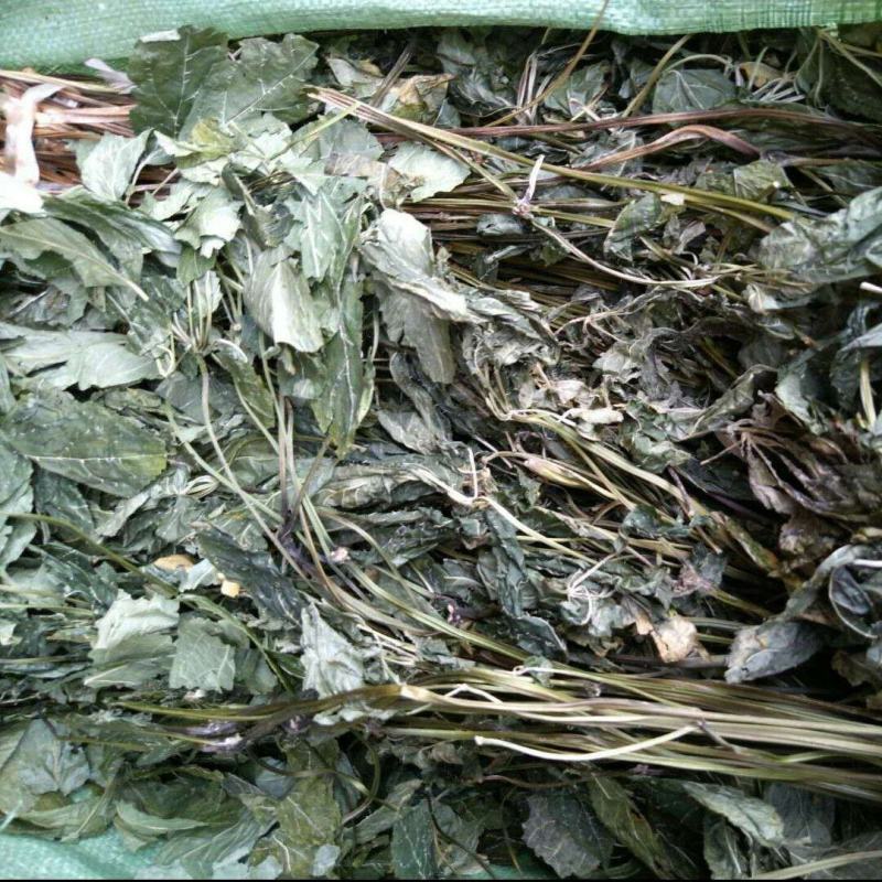 云南文山特级三七叶