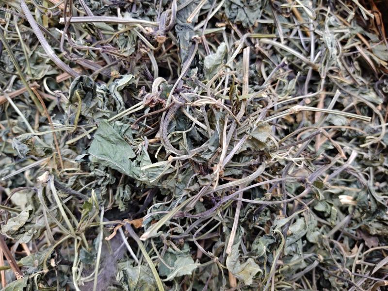 云南文山特级三七叶