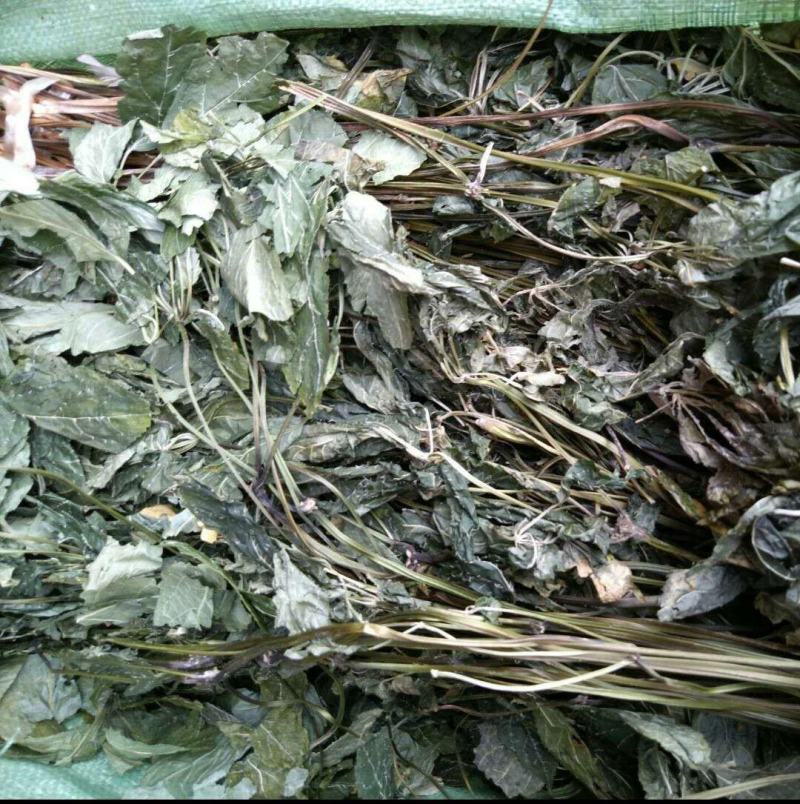 云南文山特级三七叶