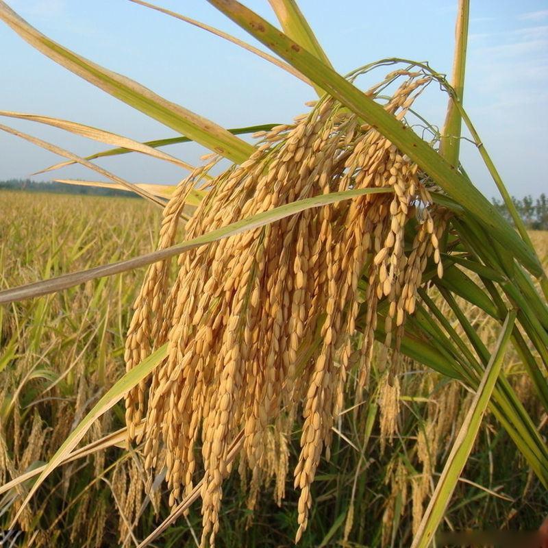 高产旱稻种子抗旱抗病生抗倒临旱一号香米种籽稻种圆粒旱稻米