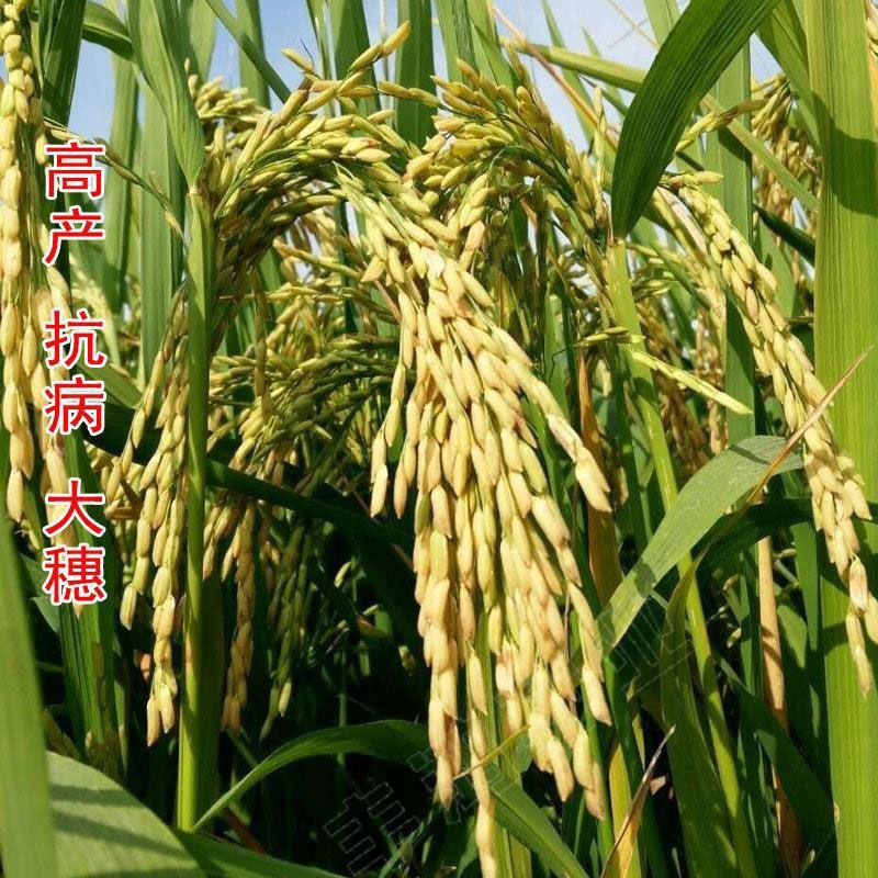 高产旱稻种子抗旱抗病生抗倒临旱一号香米种籽稻种圆粒旱稻米