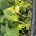 75天有机菜花苗80菜花苗花椰菜苗单球重2kg以上