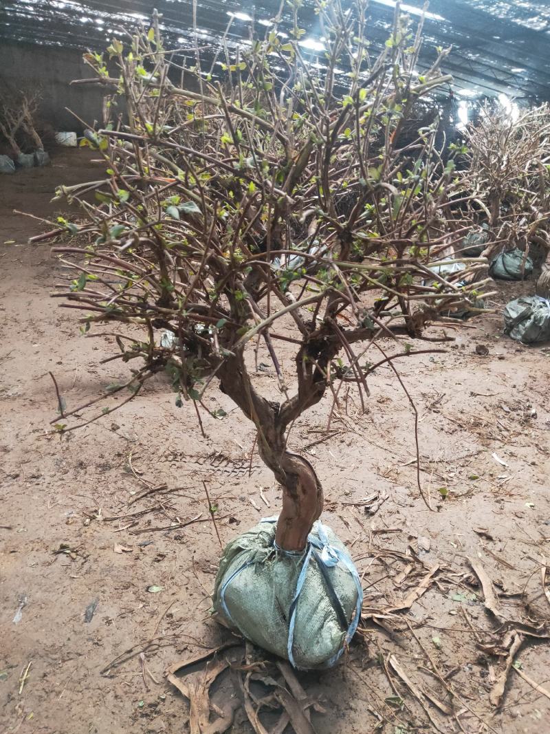 造型金银花树