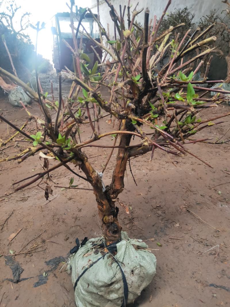 造型金银花树