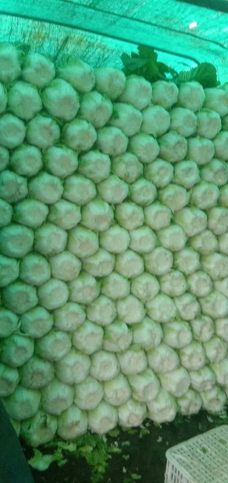 大量黄心白菜大量供应基地直发欢迎咨询