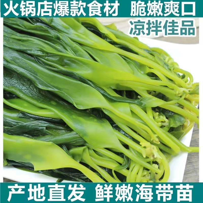 脆嫩海带苗新苗福建省霞浦县产地直发盐渍海带苗