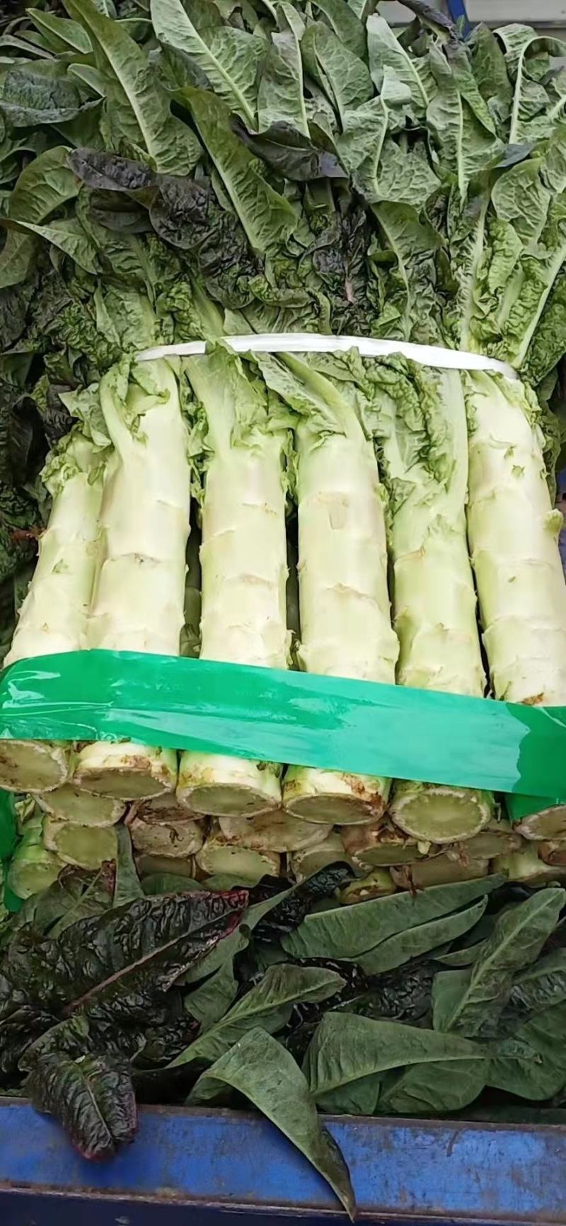 红叶莴笋莴笋杆产地直供一手货源代发全国