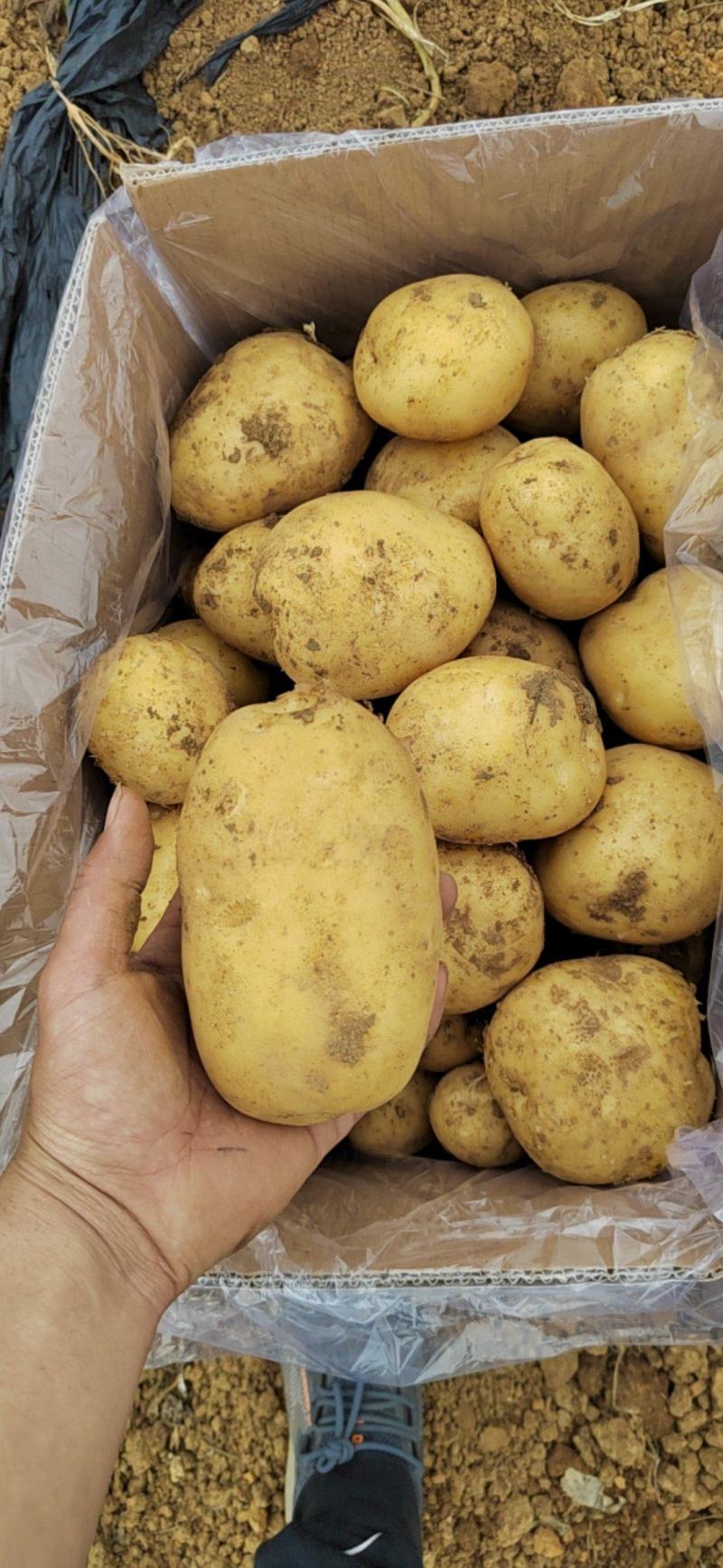 土豆种薯黄皮黄心大量直供全国希森，沃土5，实验