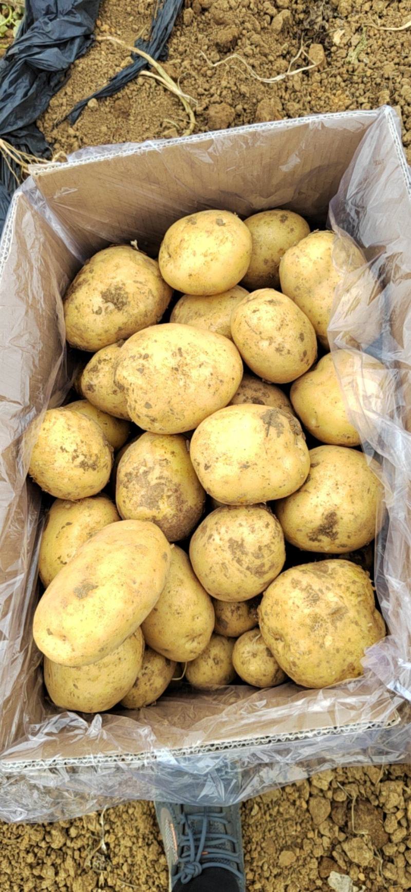 土豆种薯黄皮黄心大量直供全国希森，沃土5，实验