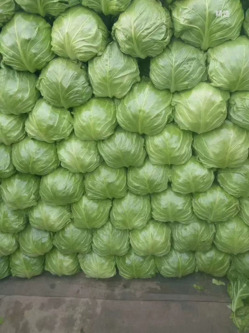 【精品】冷棚宣甘蓝大量上市.质量优.价格低，产地直发。