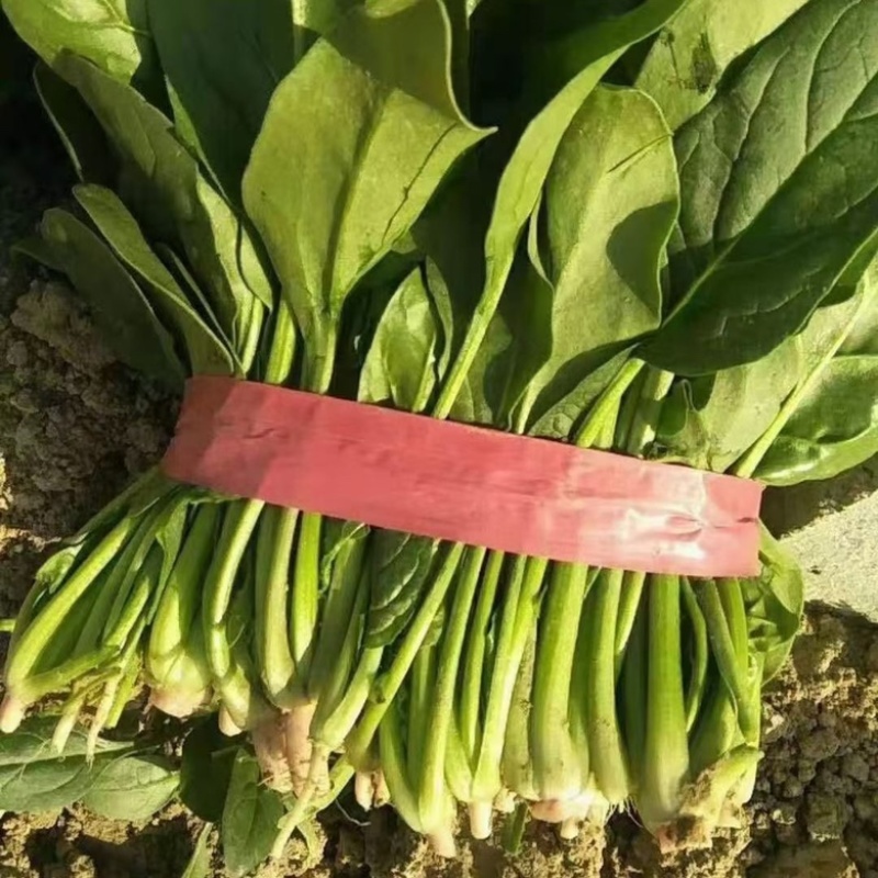 菠菜大叶菠菜25公分左右。产地直供，欢迎大家前来选购。